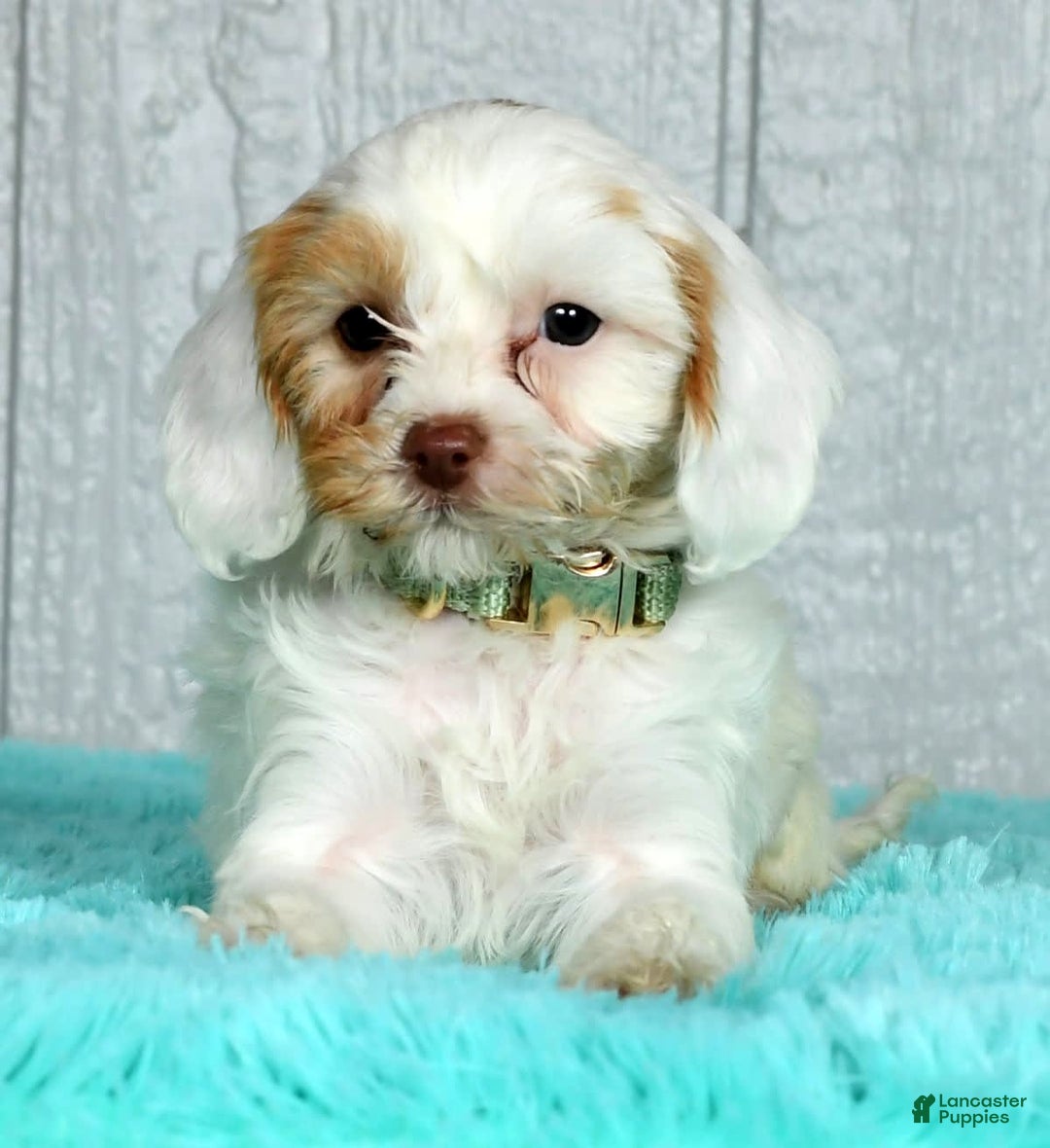 Gallery Image {{count}}