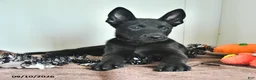 Belgian Malinois dogs for sale: Lupin - Ad 5