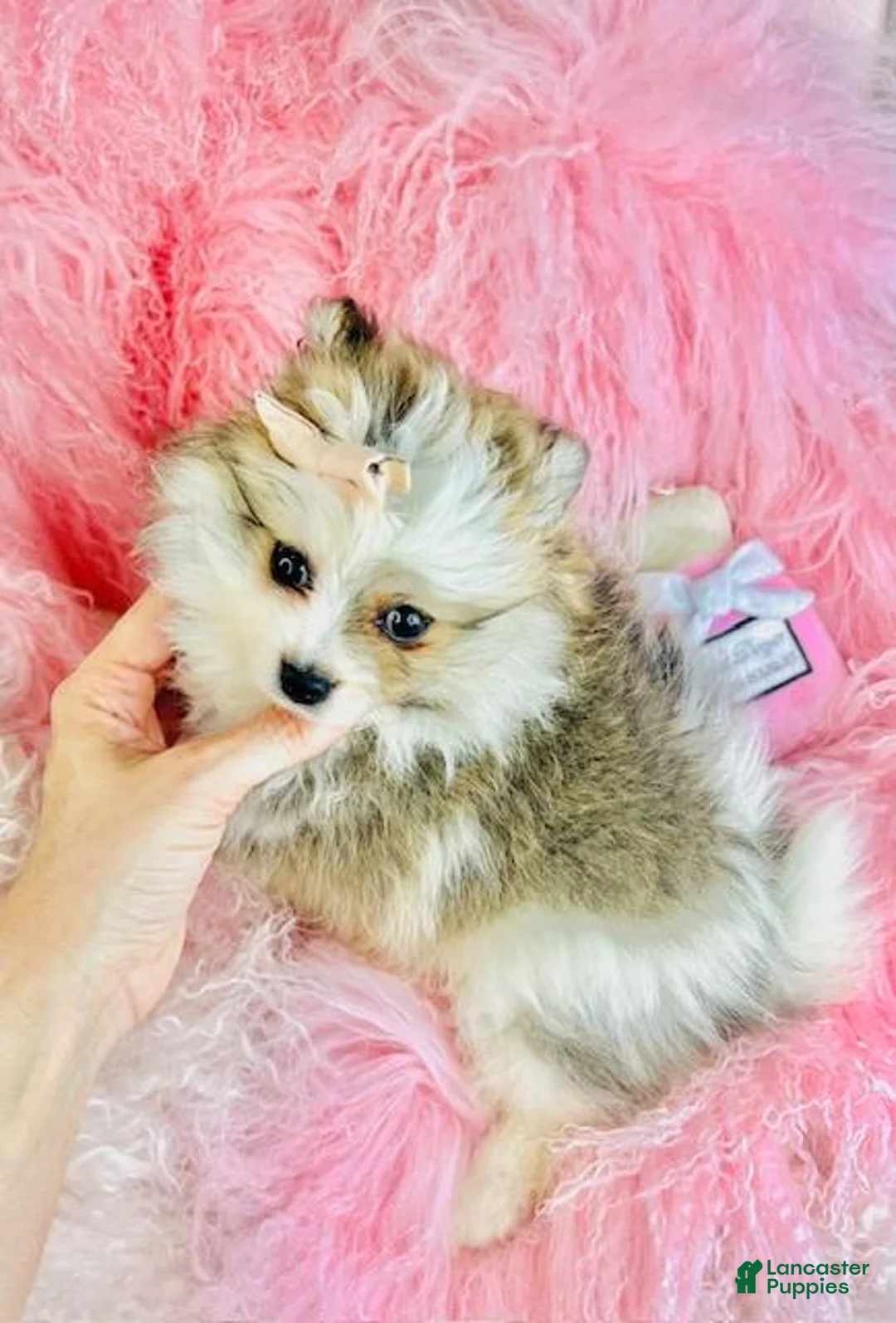 Pomeranian dogs for sale: Pomeranian Puppy 2 - Ad 1
