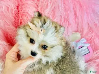 Pomeranian dogs Pomeranian Puppy 2 - Ad 6