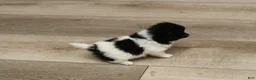 Pomeranian dogs for sale: Zoe - Ad 4