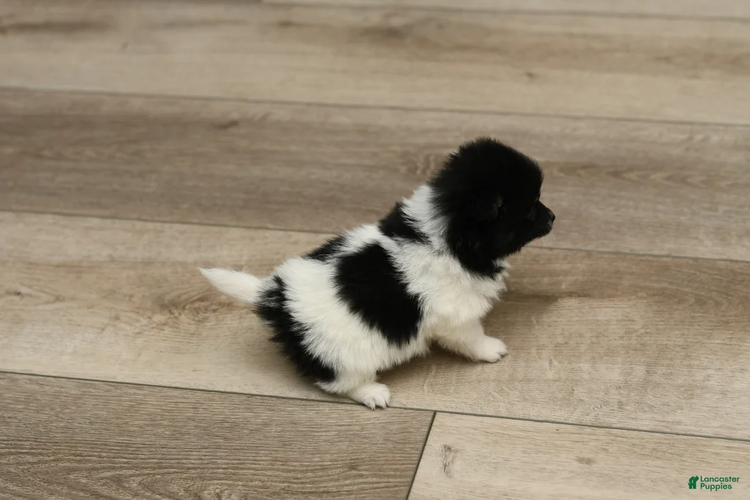 Pomeranian dogs for sale: Zoe - Ad 4