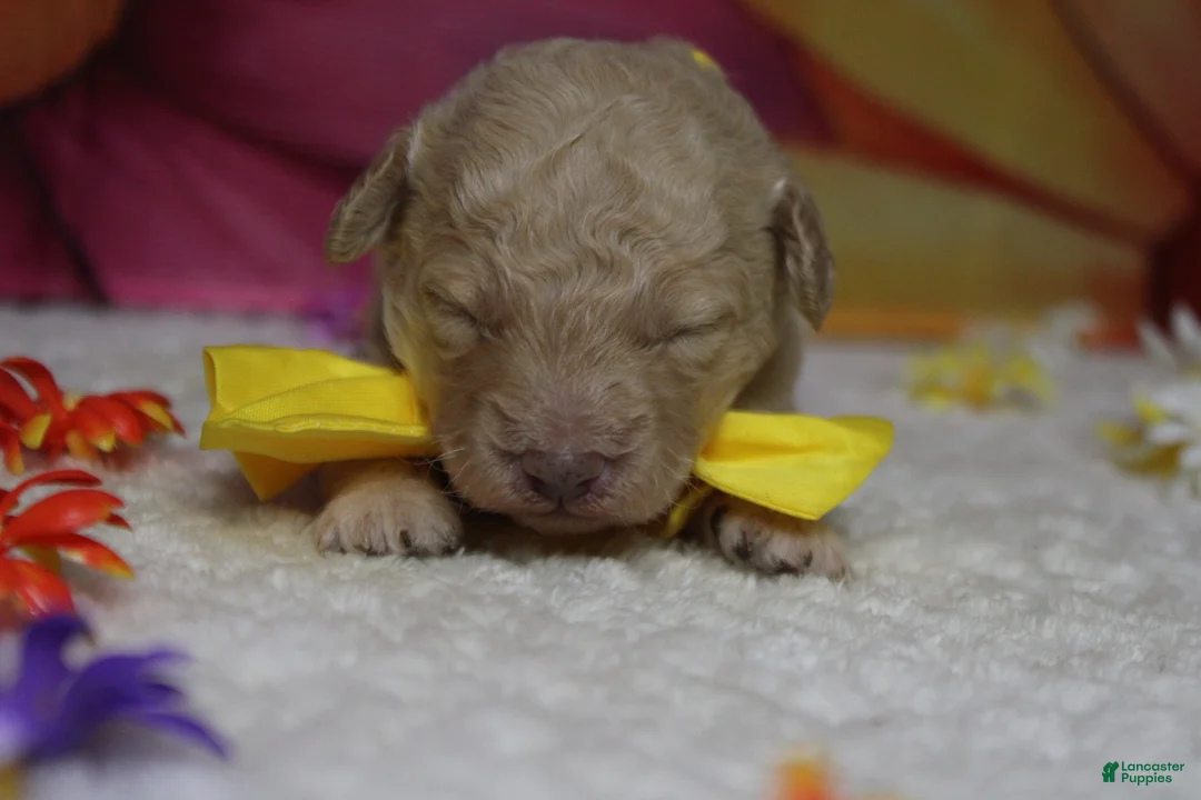 Toy Poodle dogs for sale: Alvin  - Ad 1