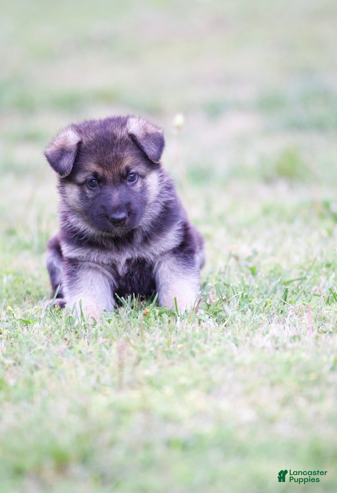 German Shepherd dogs German Shepherd Puppy 3 - Ad 38