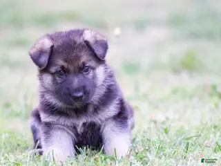 German Shepherd dogs German Shepherd Puppy 3 - Ad 38