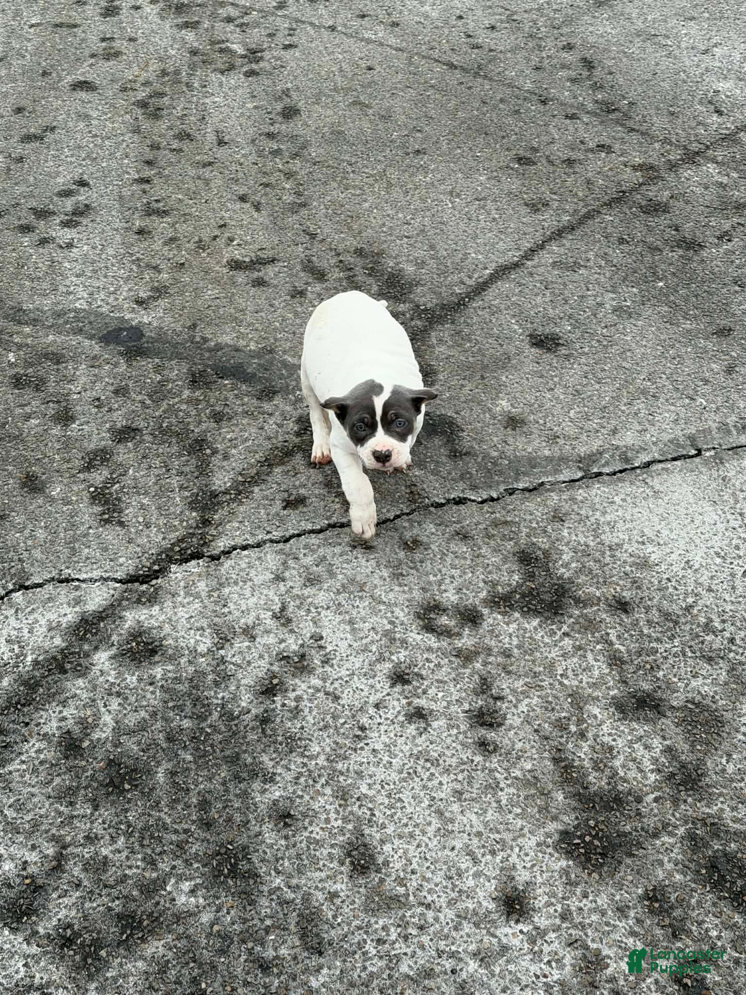 American Bully dogs American Bully Puppy 1 - Ad 2