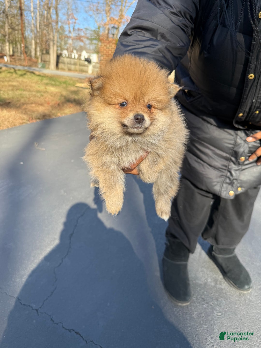 Pomeranian dogs for sale: Pomeranian Puppy 3 - Ad 2