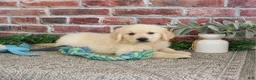 Golden Retriever dogs for sale: Gilbert - Ad 11