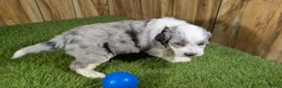 Mini Aussiedoodle dogs for sale: Sunset Boy 1 - Ad 3