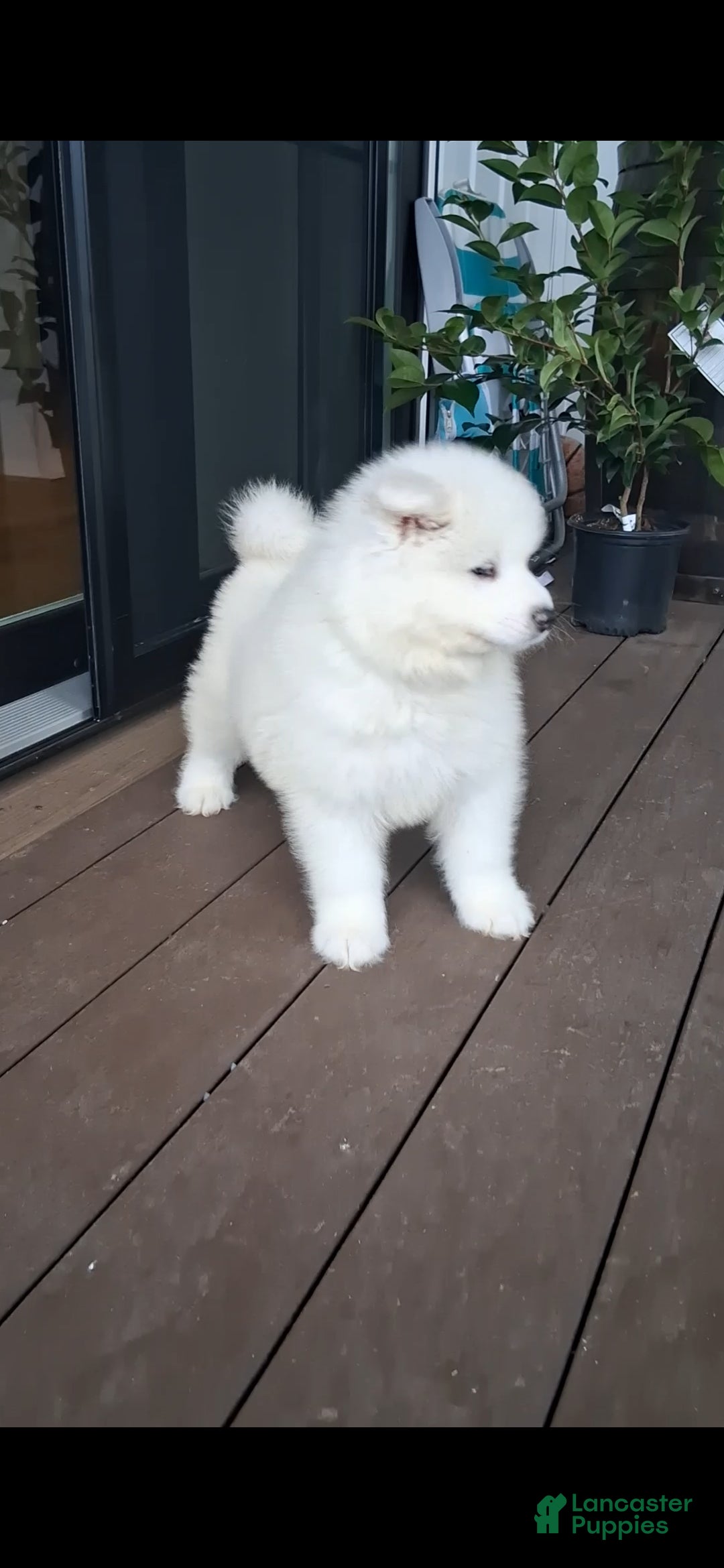 Samoyed dogs Flex - Ad 2