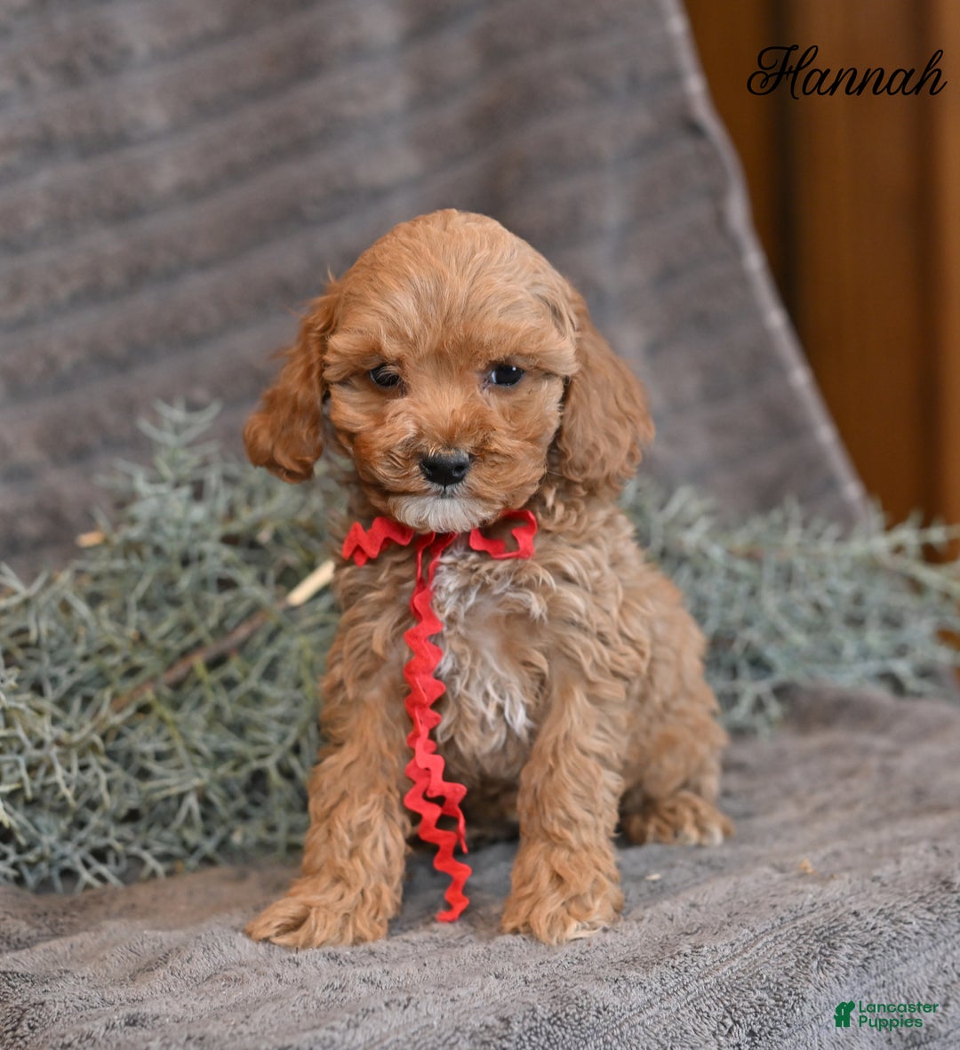 Cockapoo dogs for sale: Hannah - Ad 3