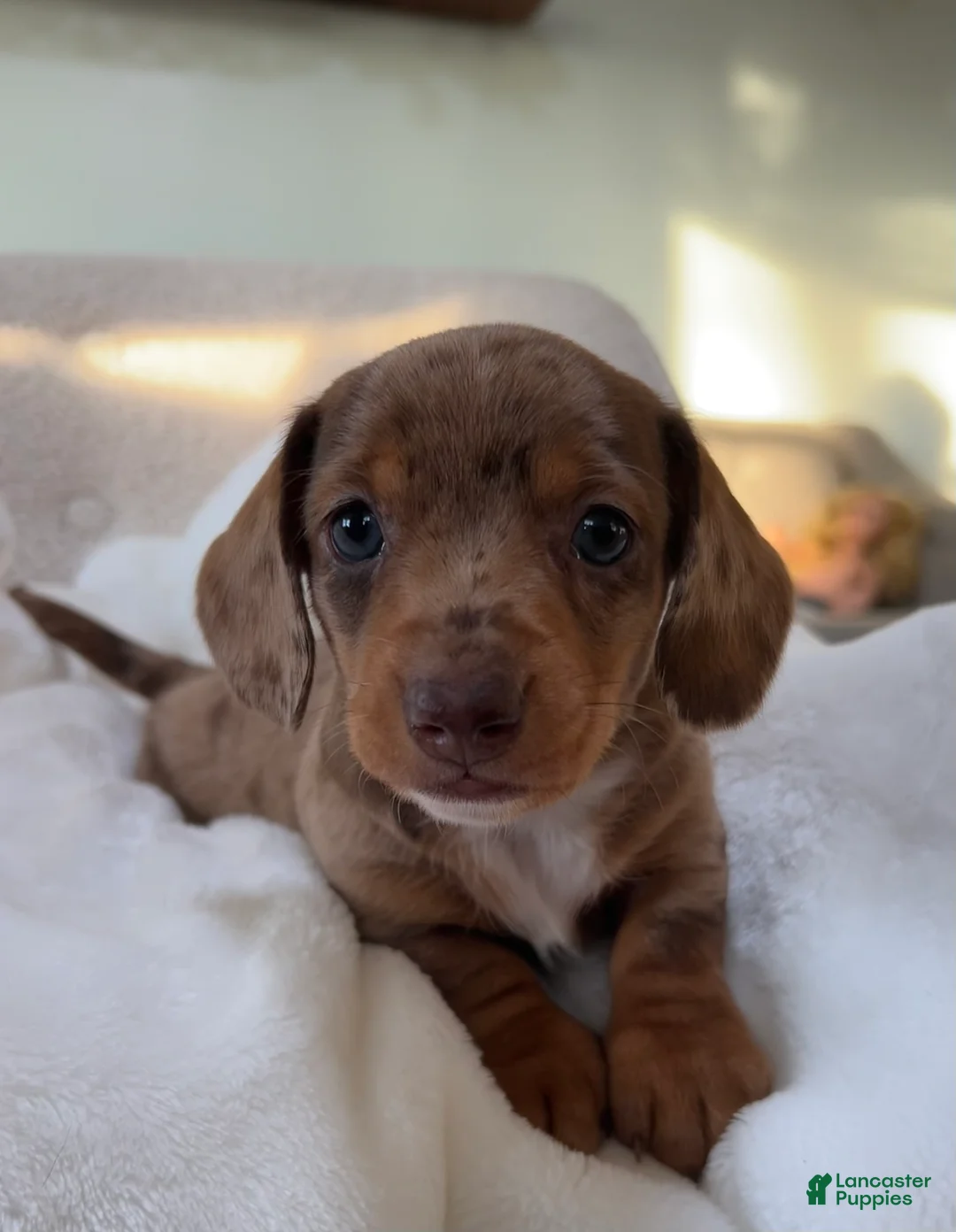 Miniature Dachshund dogs for sale: Dasher - Ad 2