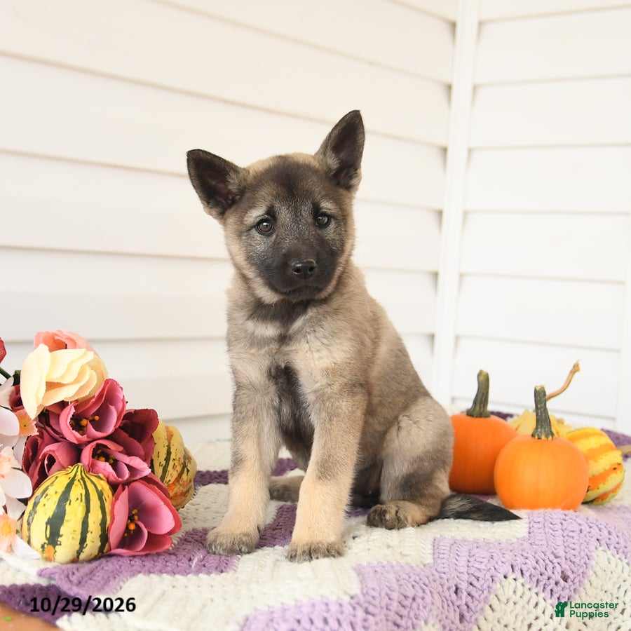 Mixed Breed dogs for sale: Autumn - Ad 2