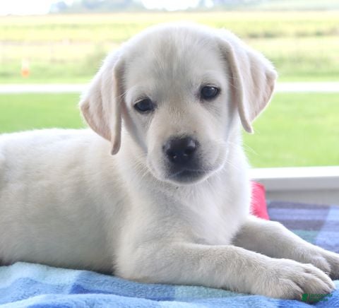 Labrador Retriever dogs Stella - Champion lines - Ad 2