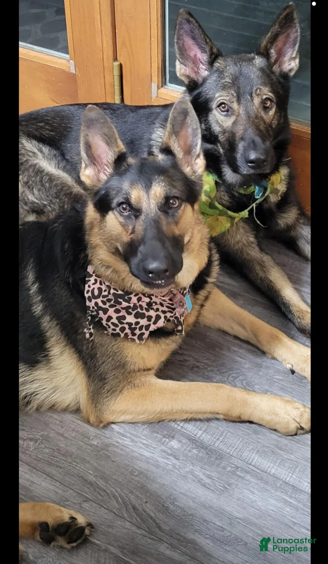 German Shepherd dogs for sale: German Shepherd 1 - Ad 2