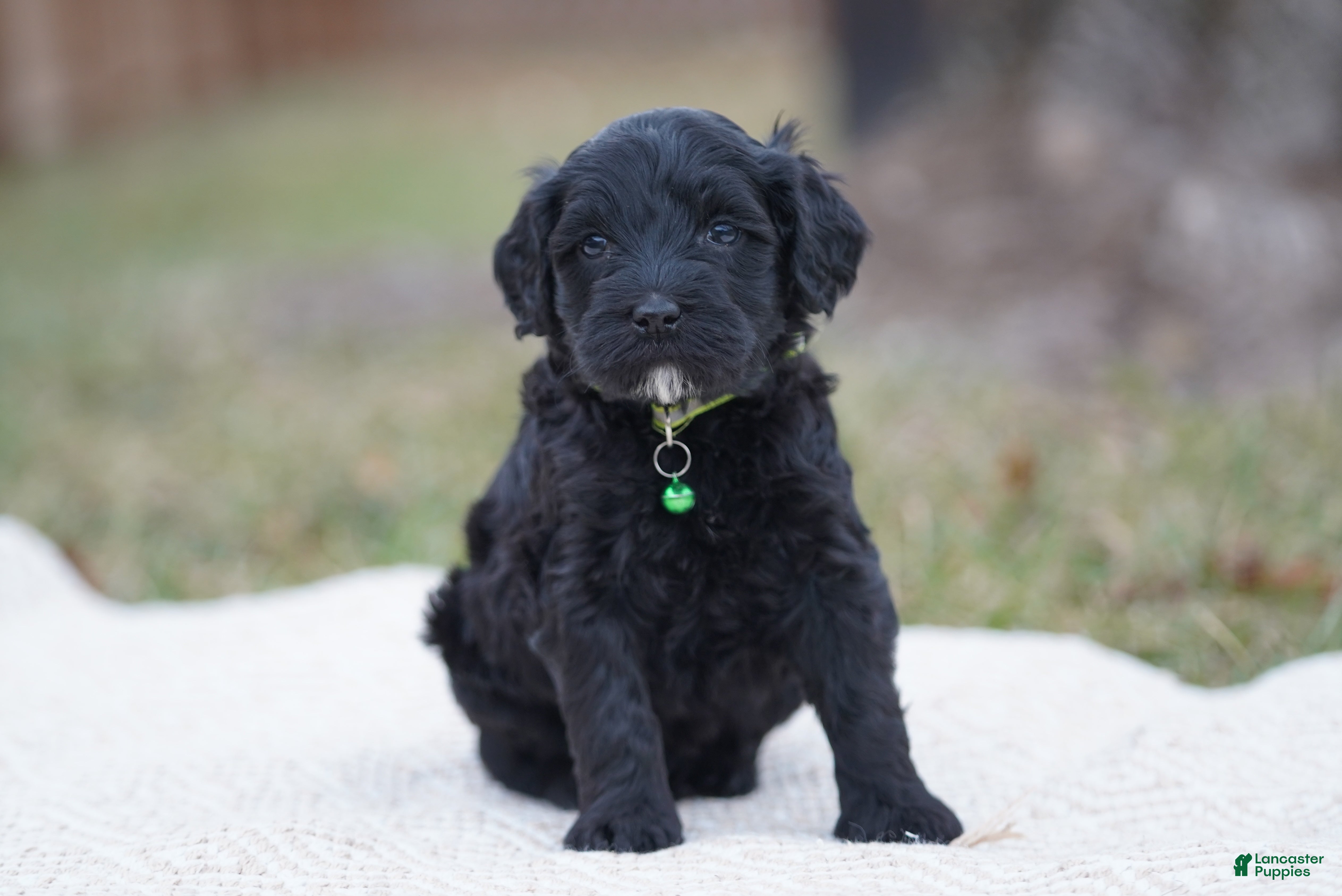 Portuguese Water Dog dogs Milton  - Ad 29