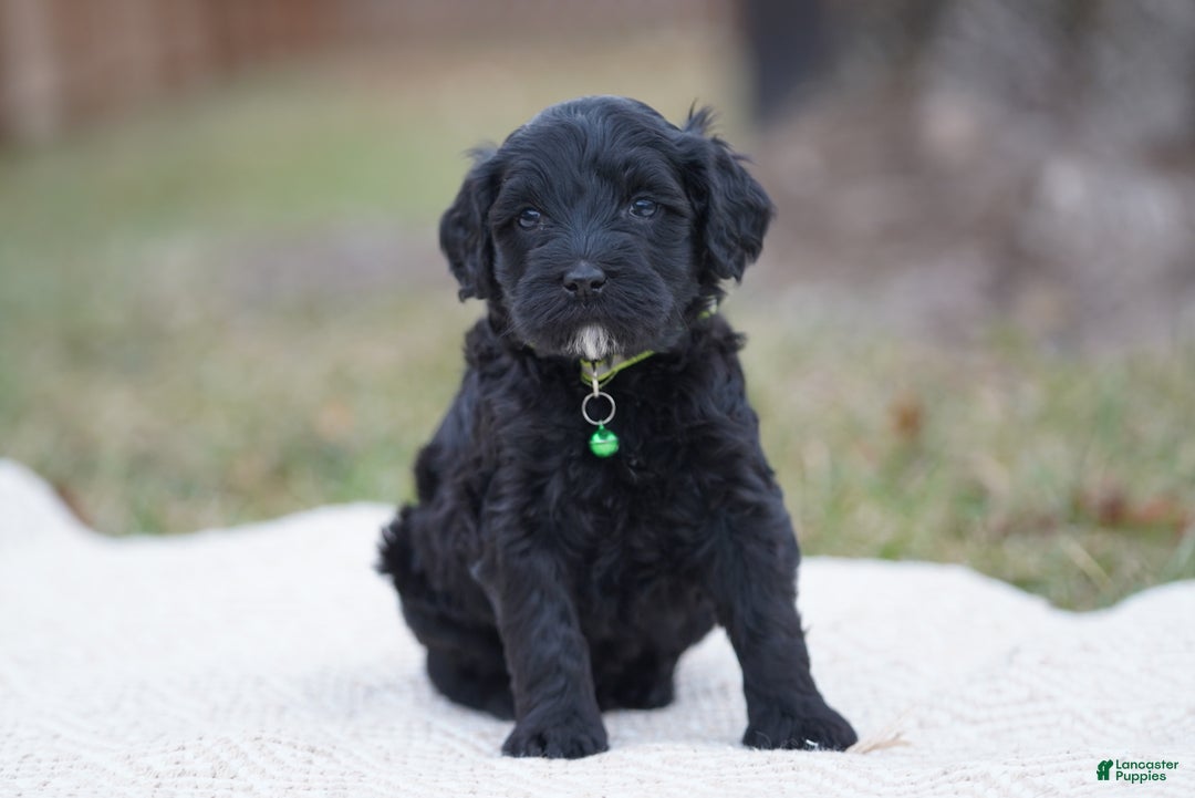Portuguese Water Dog dogs for sale: Milton  - Ad 1