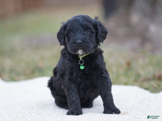 Portuguese Water Dog dogs Milton - Ad 29