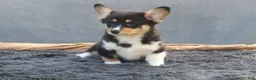 Welsh Corgi Pembroke dogs for sale: Lightning - Ad 4