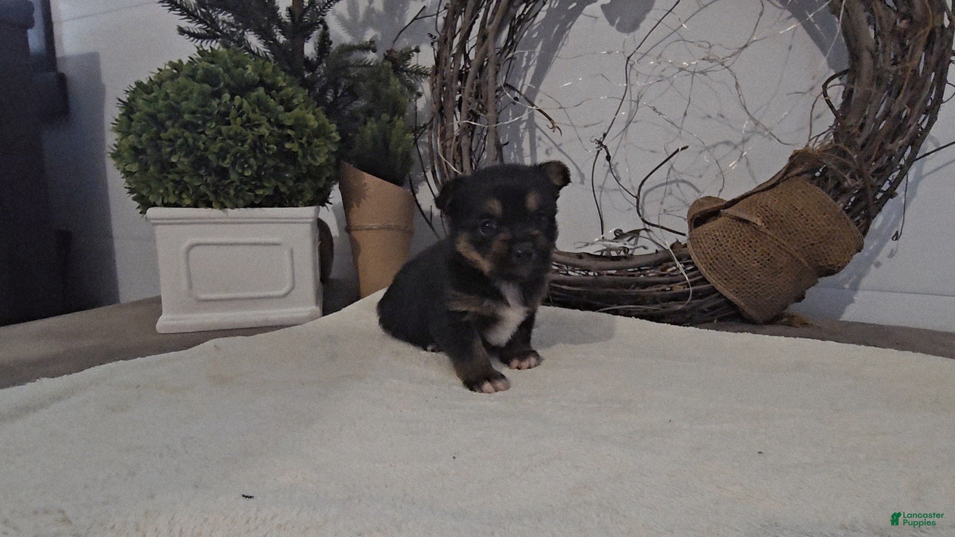 Mixed Breed dogs Lolly - Ad 40