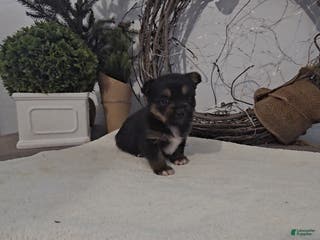 Mixed Breed dogs Lolly - Ad 26