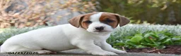 Jack Russell Terrier dogs for sale: Johnny - Ad 3