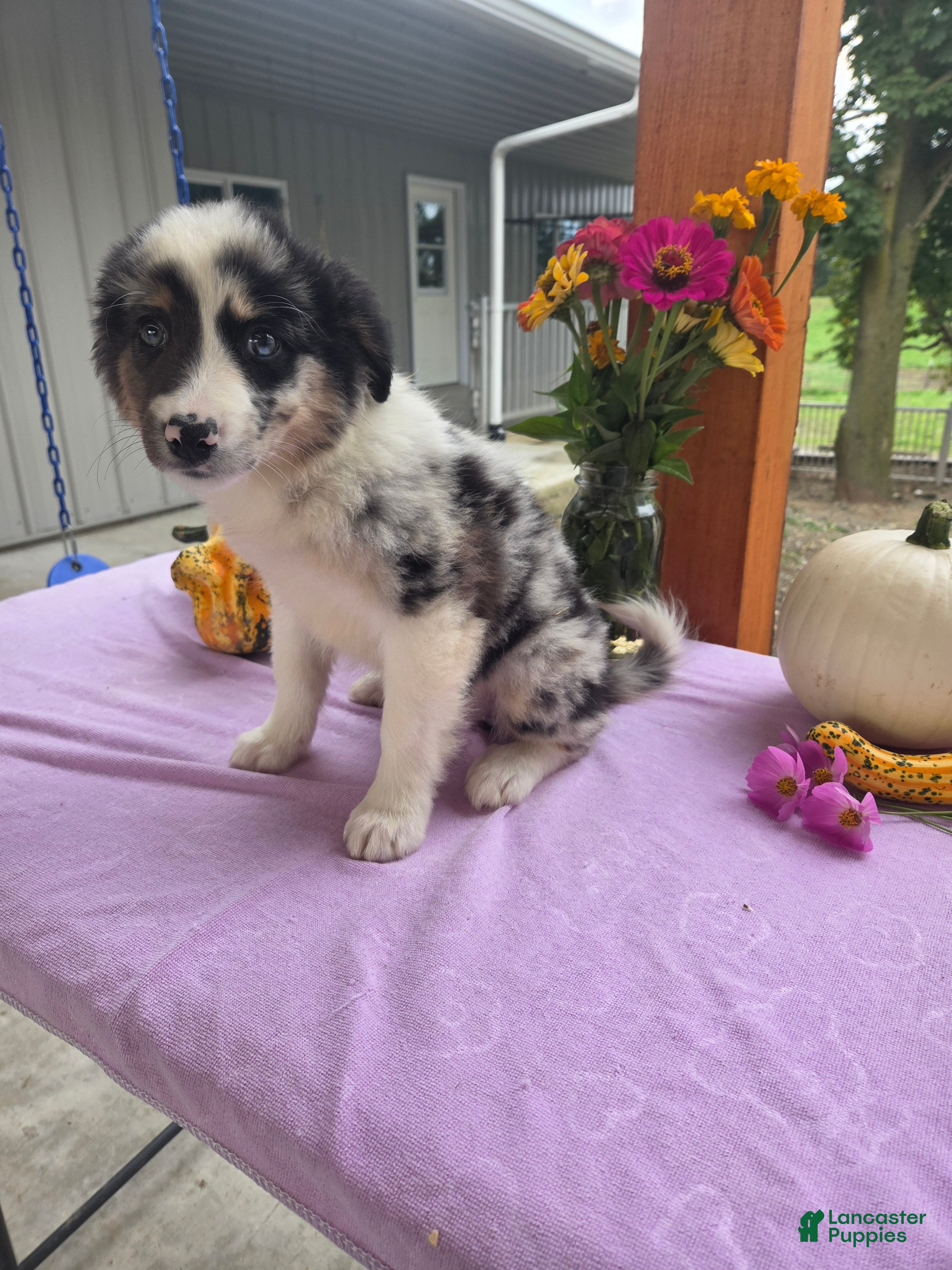 Australian Shepherd dogs Molly - Ad 2