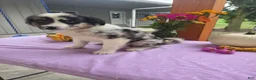 Australian Shepherd dogs for sale: Molly - Ad 2