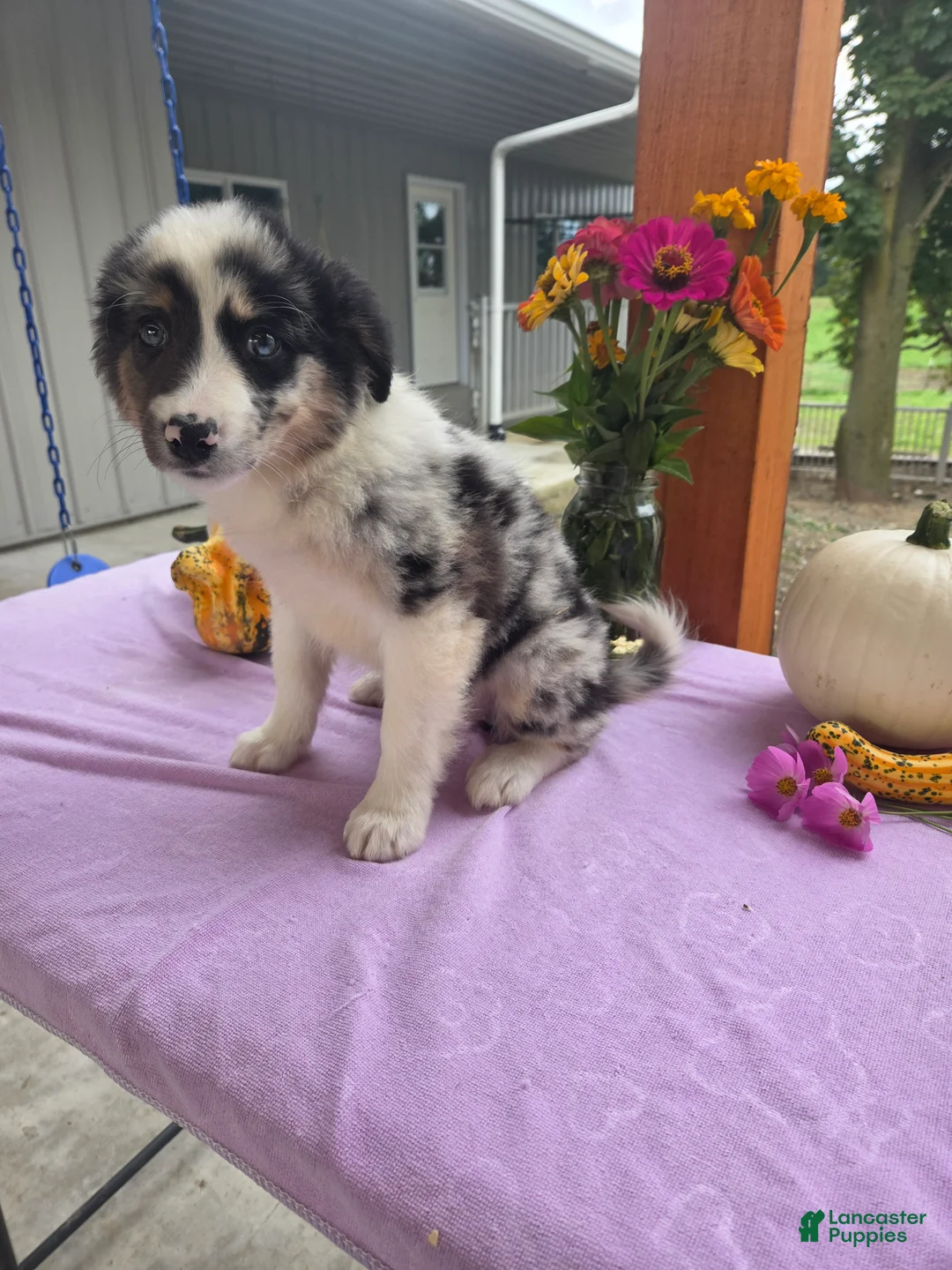 Australian Shepherd dogs for sale: Molly - Ad 2