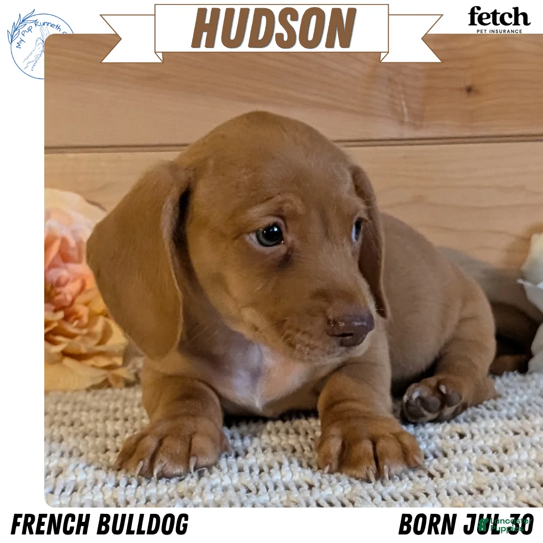 Miniature Dachshund dogs for sale: Hudson - Ad 1
