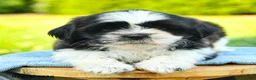 Shih Tzu dogs for sale: Sunny  - Ad 5