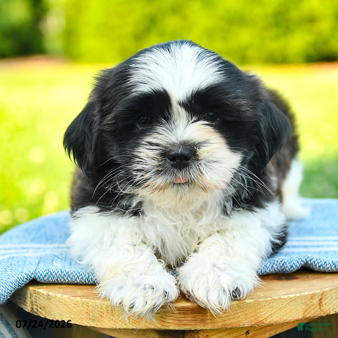 Shih Tzu dogs for sale: Sunny  - Ad 5