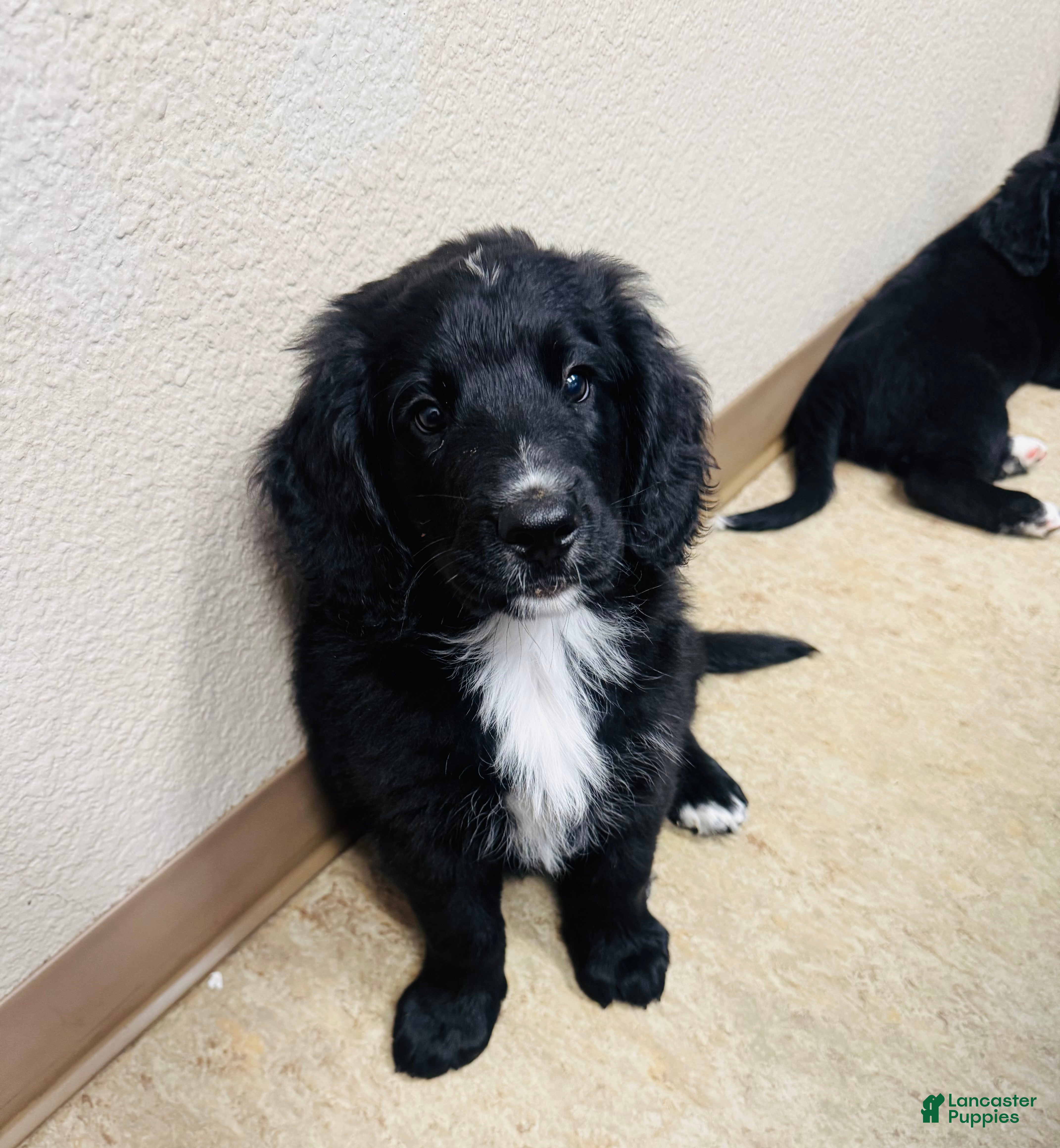 Mixed Breed dogs Bear - Ad 2