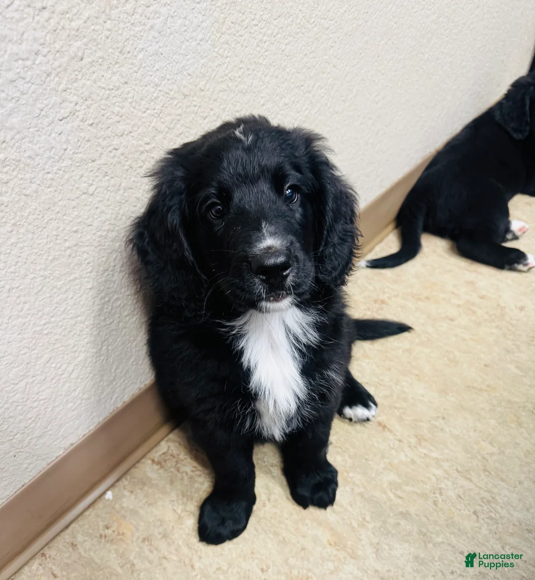 Mixed Breed dogs for sale: Bear - Ad 2