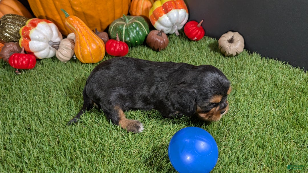 Cavalier King Charles Spaniel dogs for sale: Cavalier King Charles Spaniel Puppy 3 - Ad 3