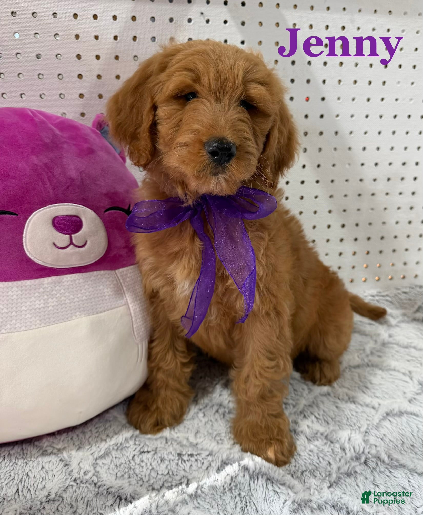 Goldendoodle dogs JENNY  - Ad 1