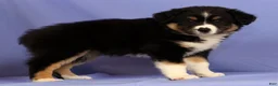 Miniature Australian Shepherd dogs for sale: Bethany - Ad 5