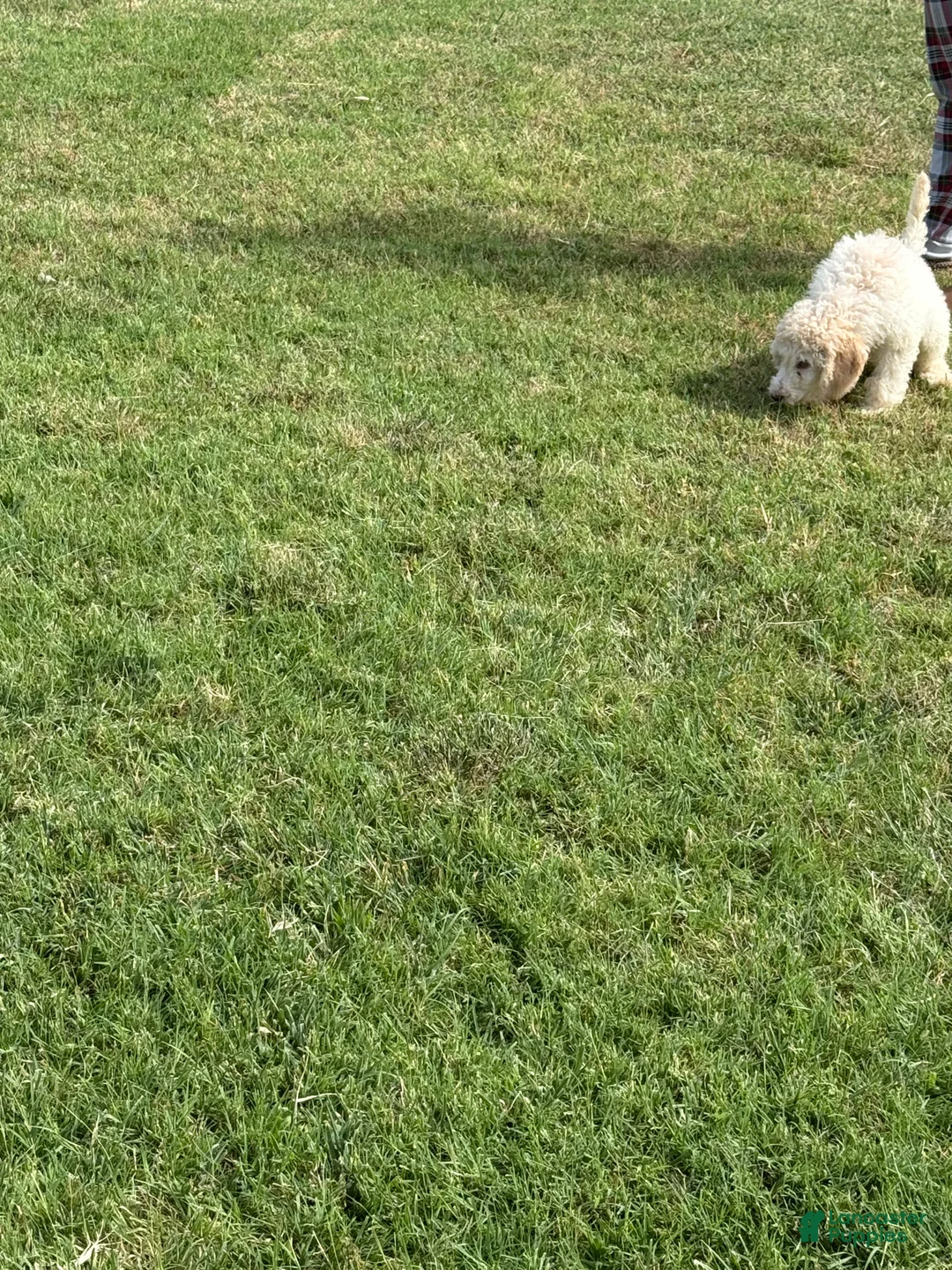 Standard Poodle dogs for sale: Standard Poodle 2 - Ad 2