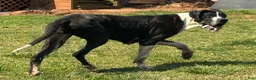 Great Dane dogs for sale: Harlequin with Merle Markings - Ad 3