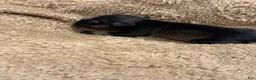 Miniature Schnauzer dogs for sale: Fluff - Ad 5