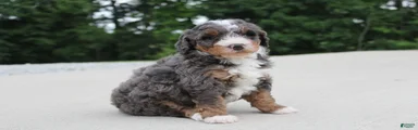 Benji