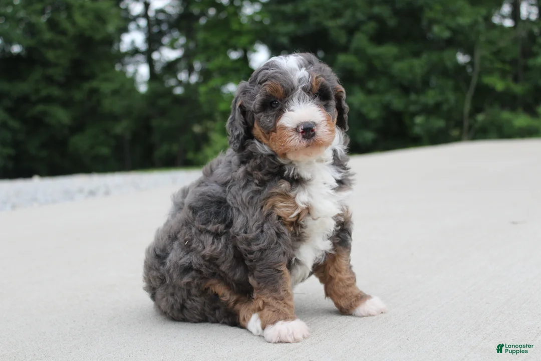 Mini Bernedoodle dogs for sale: Benji - Ad 1