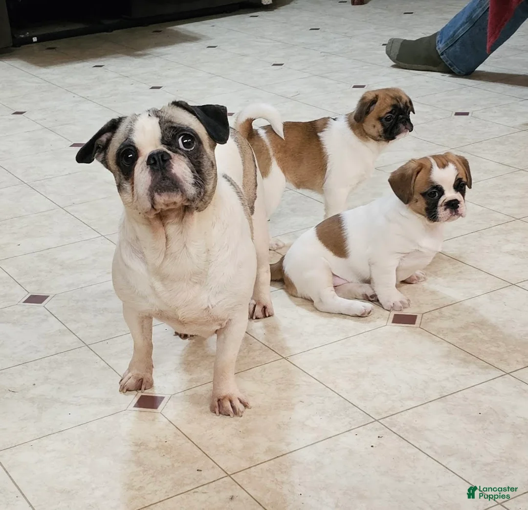 Frug dogs for sale: JJ One - Ad 3
