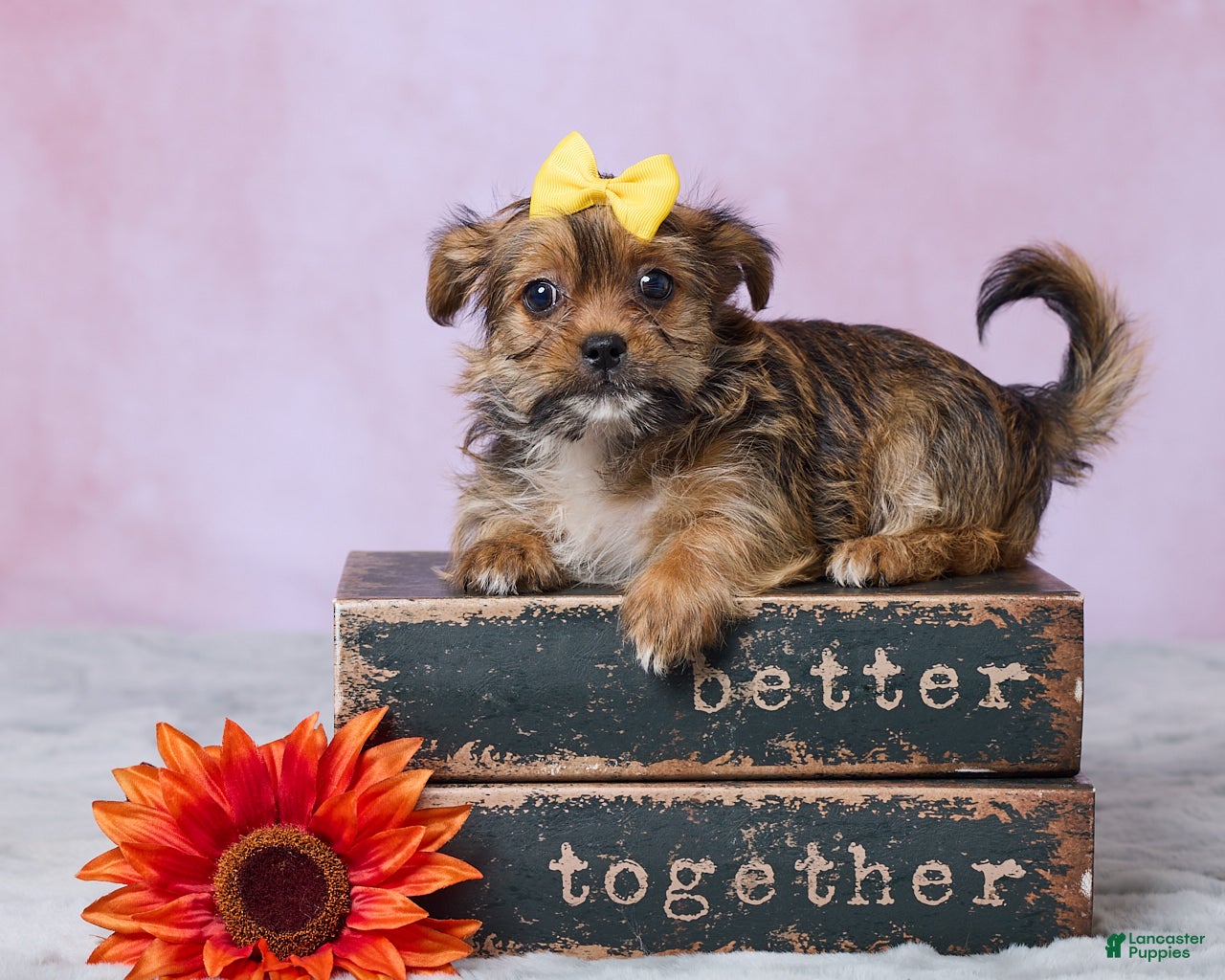 Shorkie dogs Lala - Ad 1