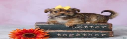 Shorkie dogs for sale: Lala - Ad 1