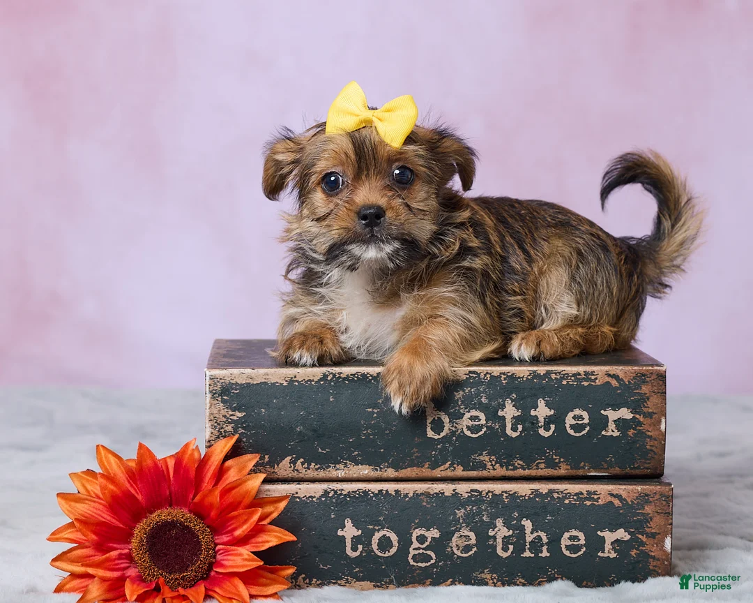 Shorkie dogs for sale: Lala - Ad 1