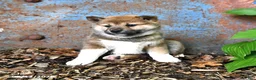 Shiba Inu dogs for sale: Nick  - Ad 4