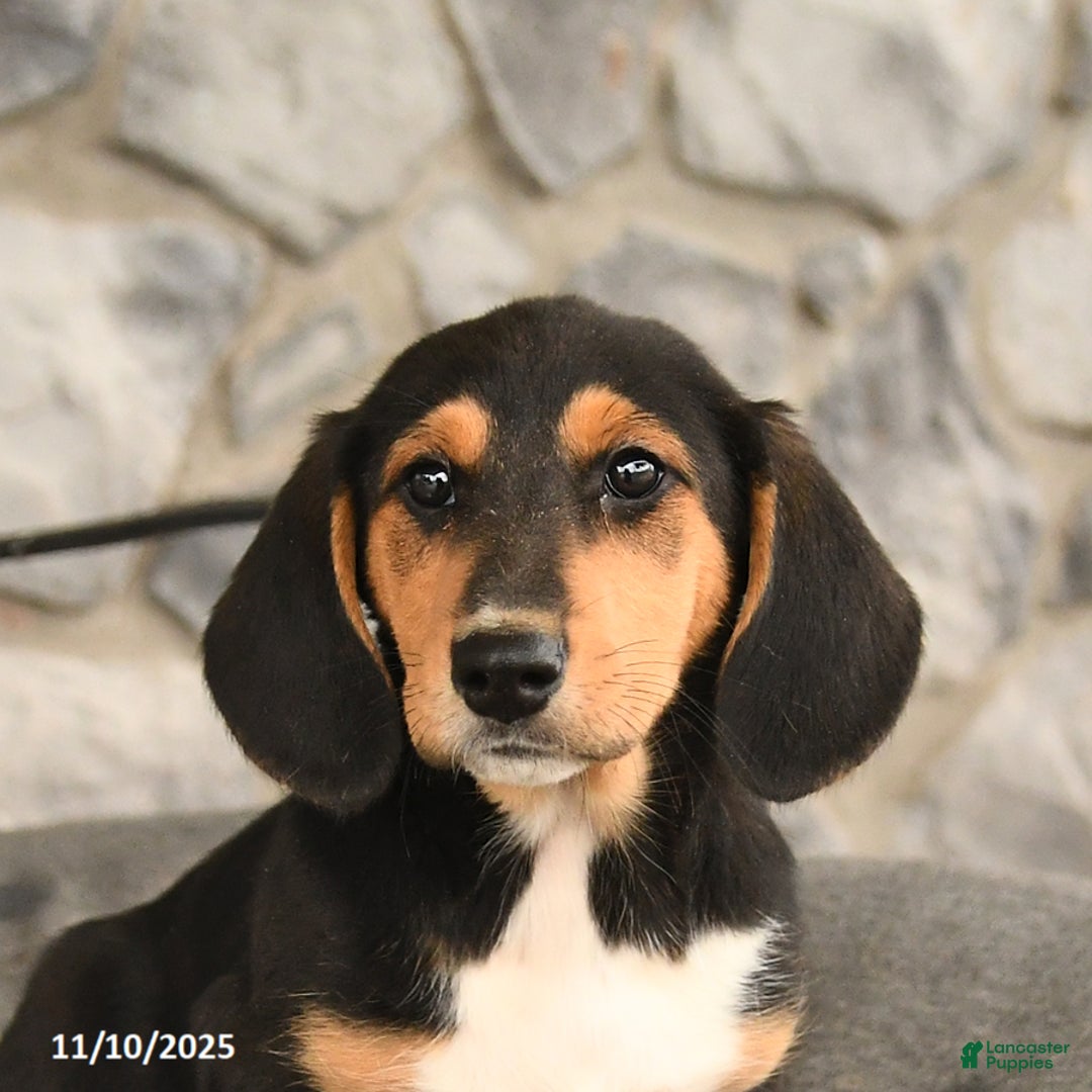 Mixed Breed dogs for sale: Barbie - Ad 3