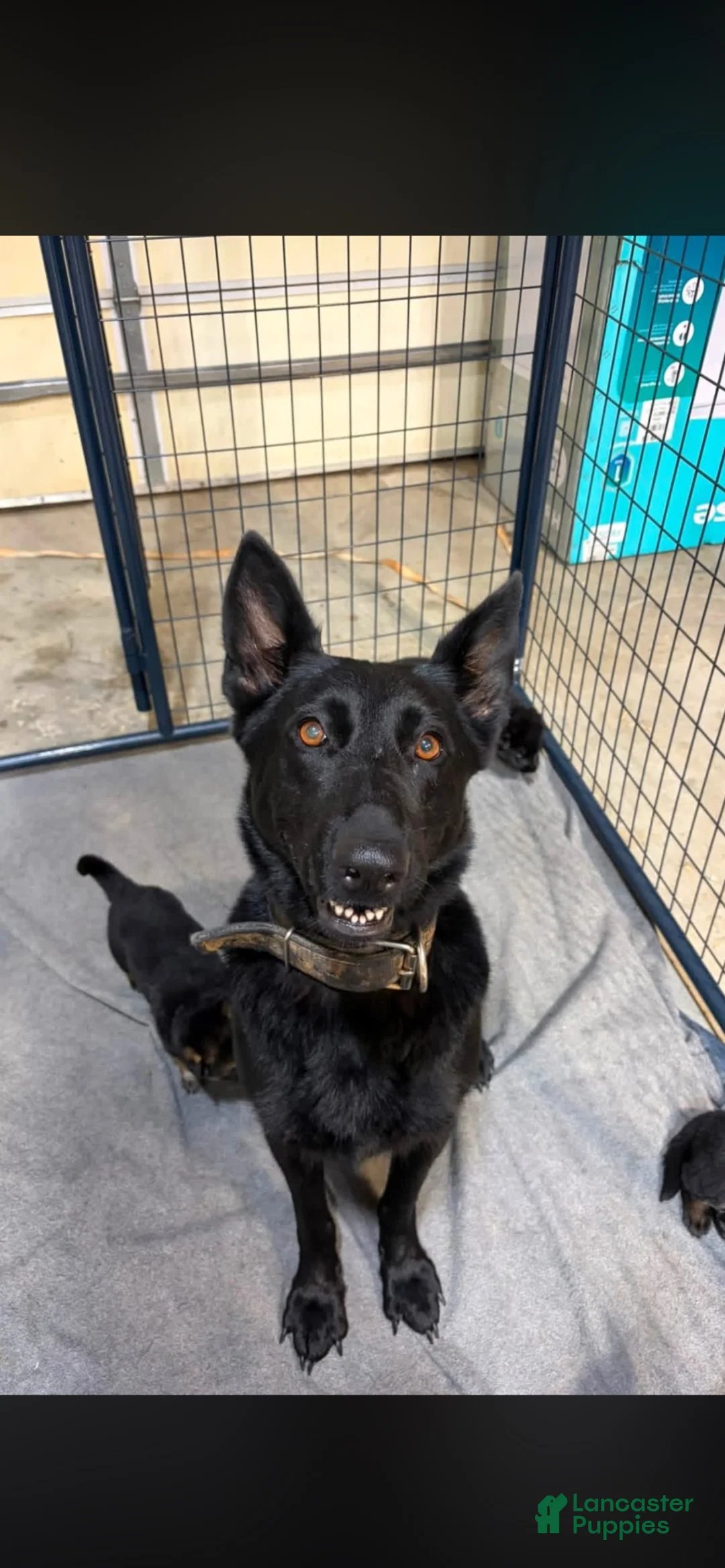 German Shepherd dogs for sale: Male 1 - Ad 2