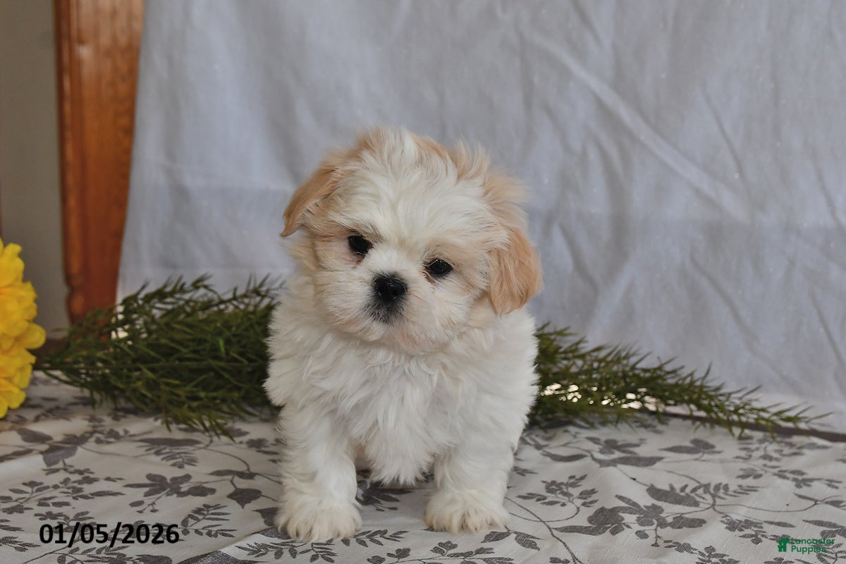 Shih Tzu dogs Zeke - Ad 37